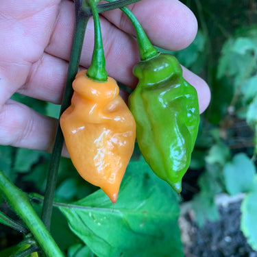 Bhut Jolokia Peach x Pimenta de Neyde - Seeds - The Pepper Pantry (Formerly Marie Sharp's)